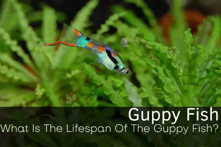 What Is The Lifespan Of The Guppy Fish