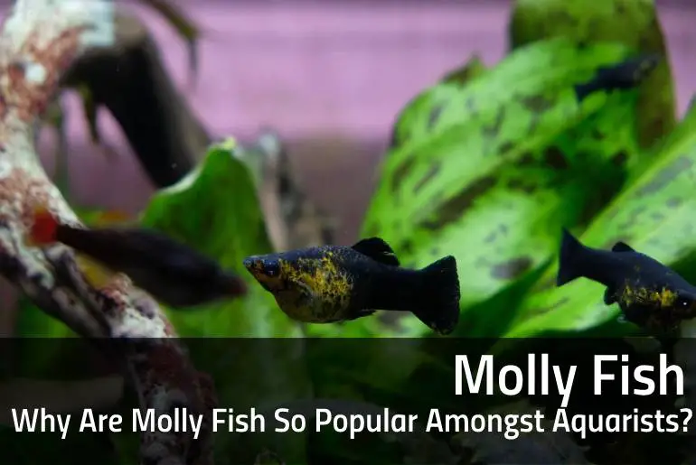 Why Are Molly Fish So Popular Amongst Aquarists
