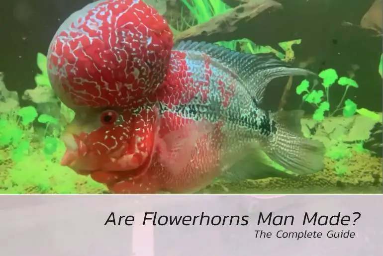 are flowerhorn man made