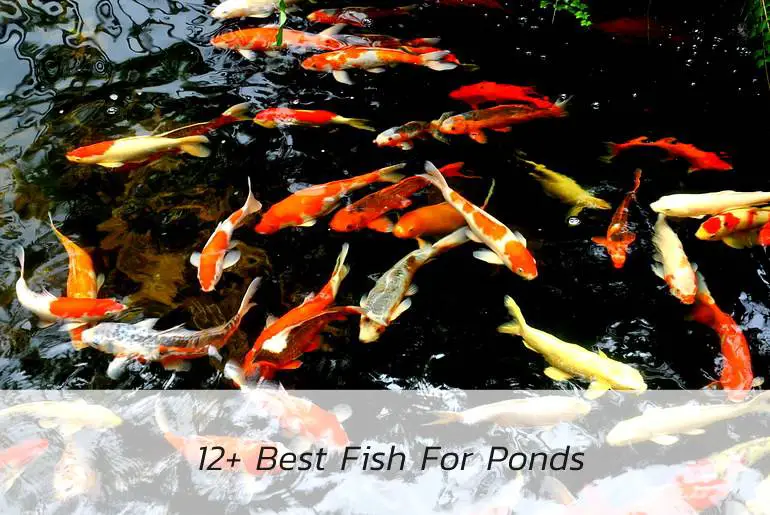 best fish for ponds