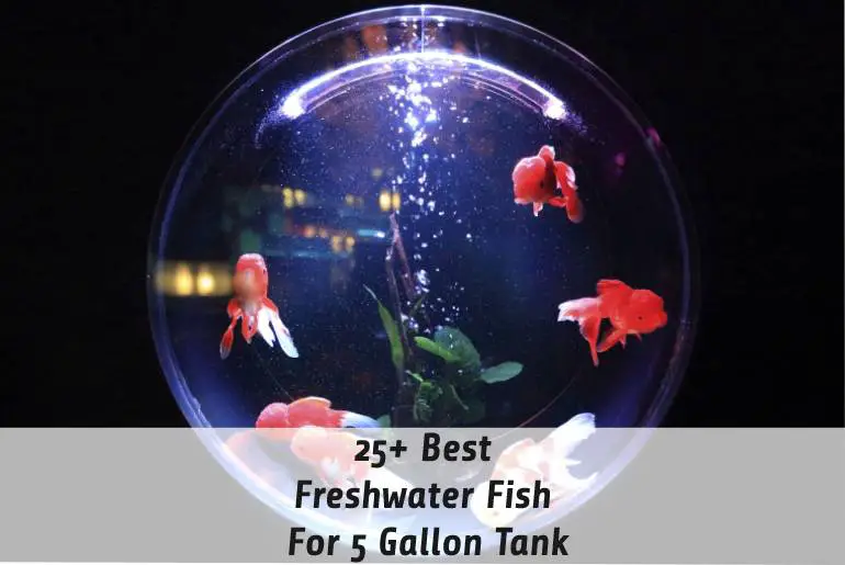 best freshwater fish for 5 gallon tank