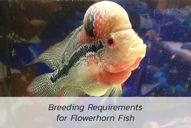 Breeding Requirements for Flowerhorn Fish Fish Keeping Guide