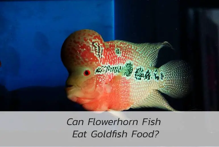 can flowerhorn eat goldfish food