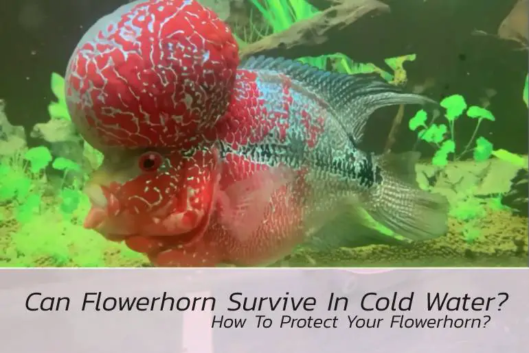 can flowerhorn survive in cold water