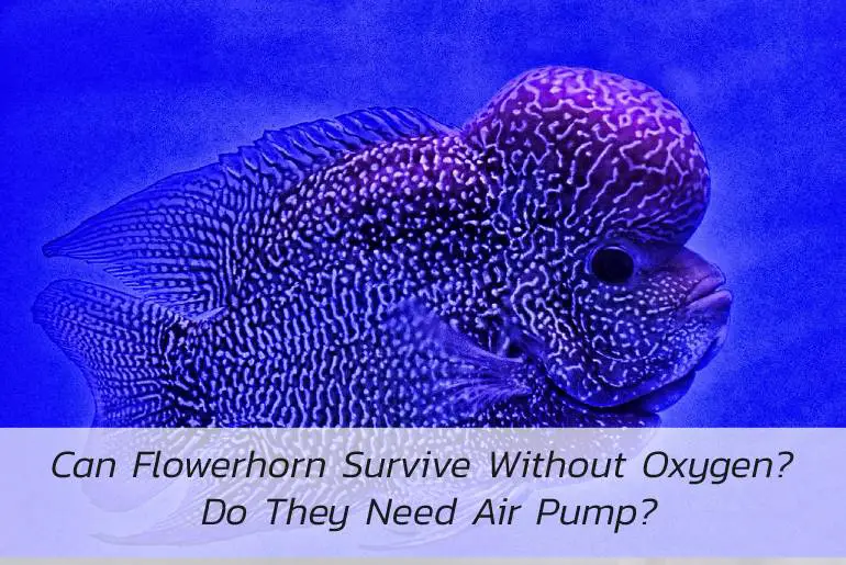 flowerhorn survive without oxygen