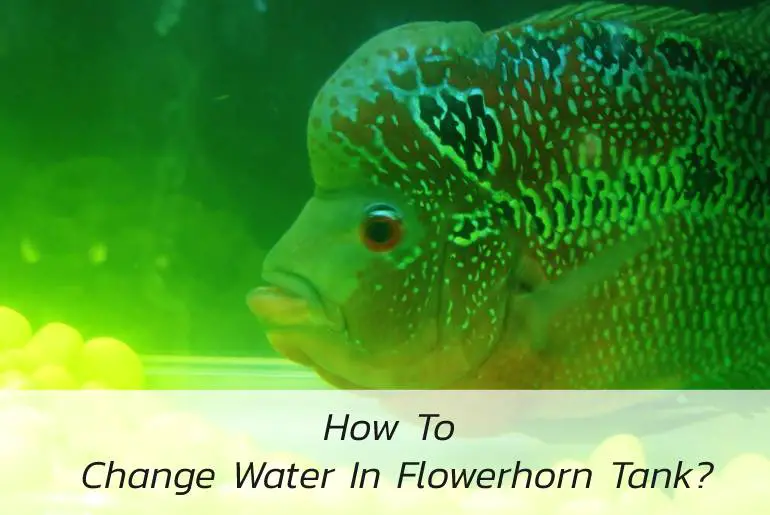 change water in flowerhorn tank