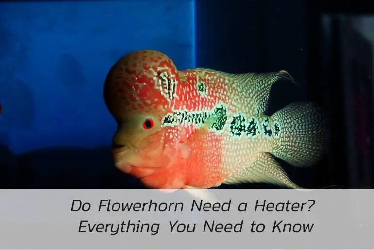 flowerhorn need a heater