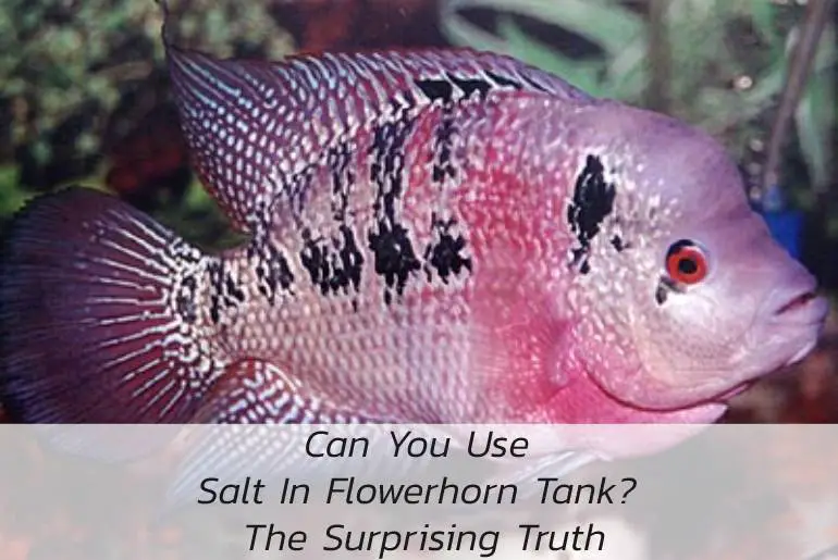 Can You Use Salt In Flowerhorn Tank? The Surprising Truth
