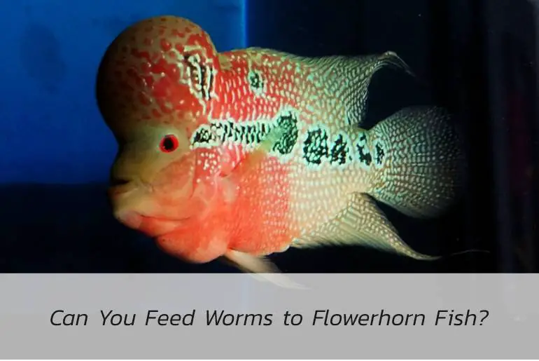 feed worms to flowerhorn