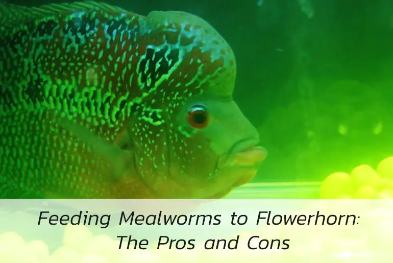 feeding mealworms to flowerhorn