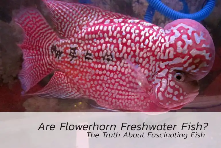 flowerhorn freshwater fish