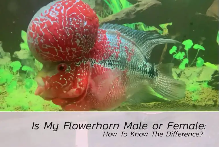 flowerhorn male or female