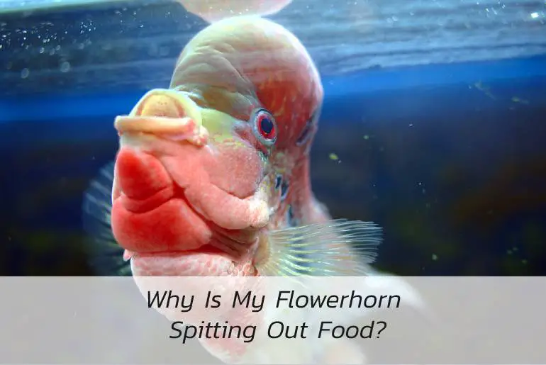 flowerhorn spitting out food