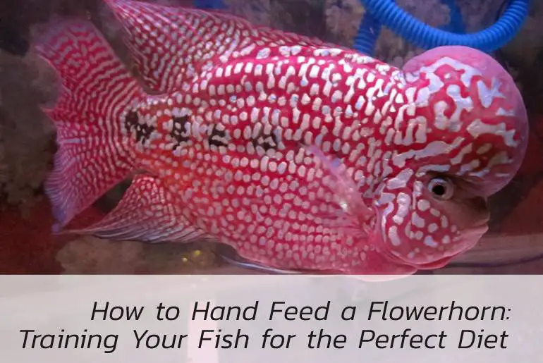 how to hand feed a flowerhorn