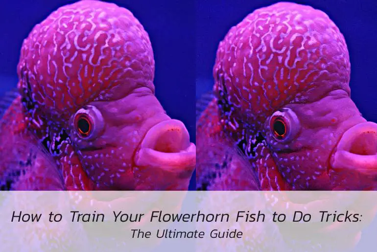 how to train your flowerhorn fish