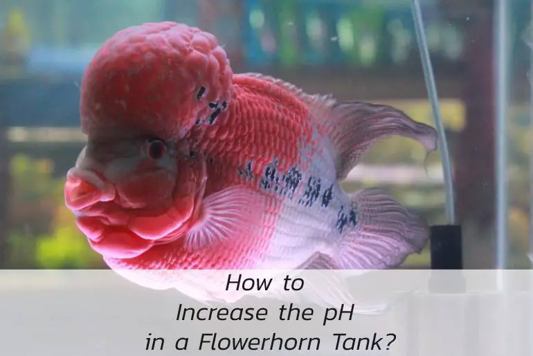How to Increase the pH in a Flowerhorn Tank?