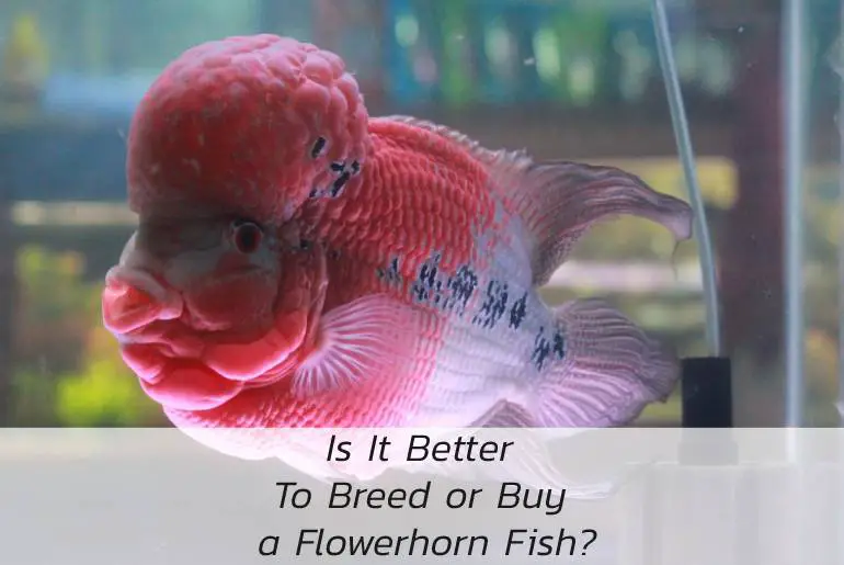 is it better to breed or buy flowerhorn fish