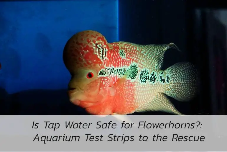 tap water safe for flowerhorn