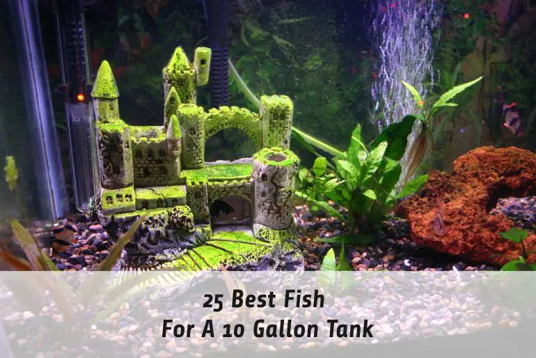 What Are The Best Fish For A 10 Gallon Tank?