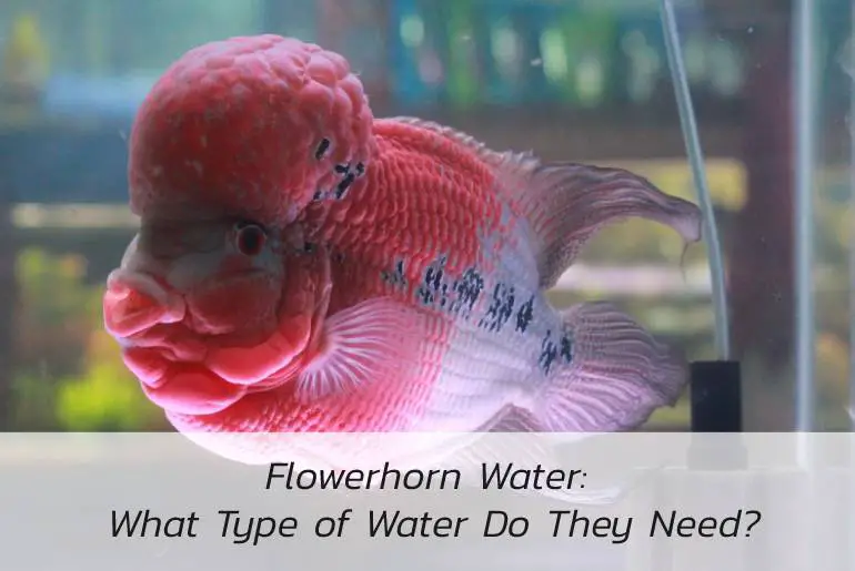 type of water flowerhorn need