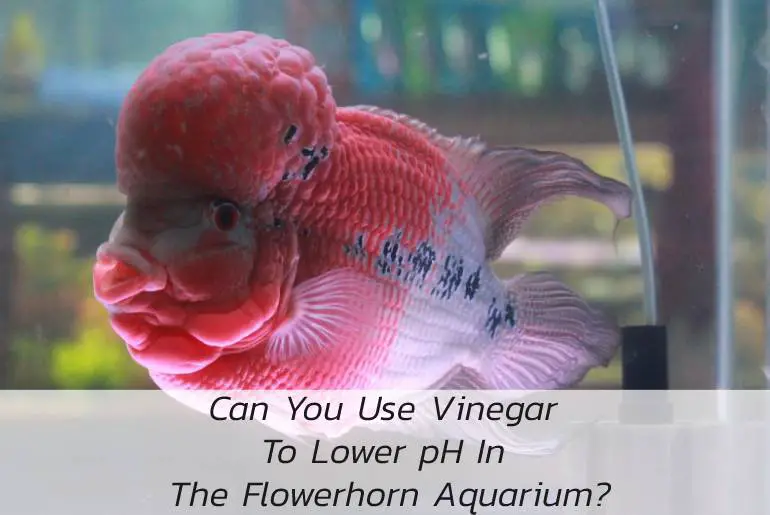 can you use vinegar to lower-ph-in the flowerhorn aquarium
