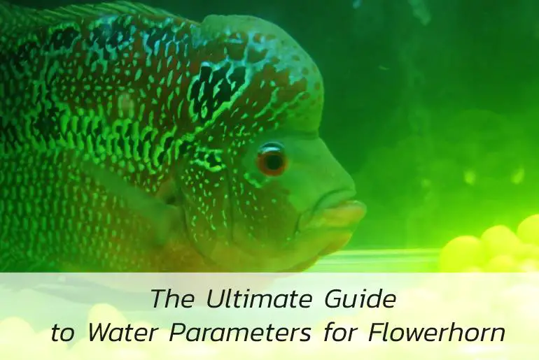 water parameters for flowerhorn
