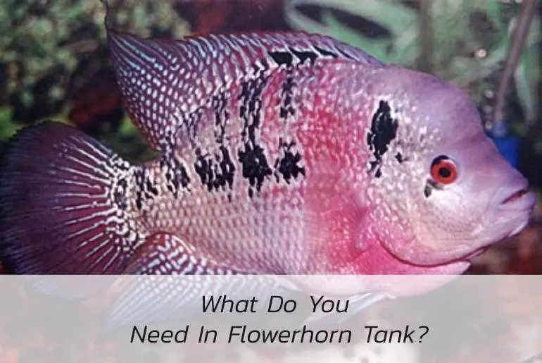 what do you need in flowerhorn tank