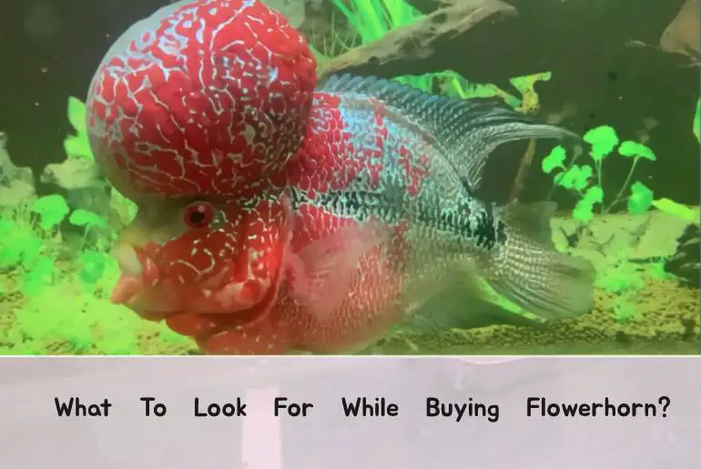 what to look for while buying flowerhorn