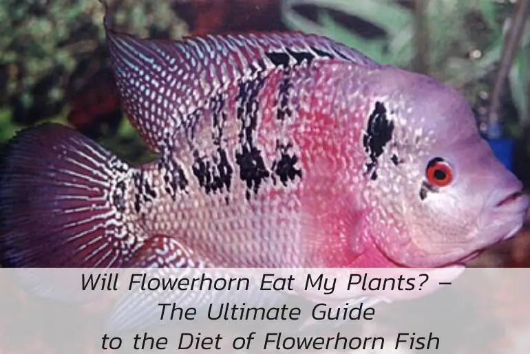 flowerhorn eat plants