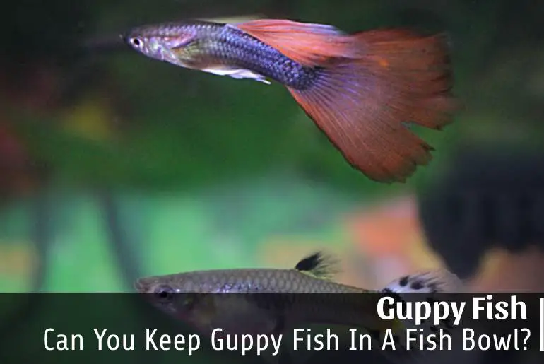 Can You Keep Guppy Fish In A Fish Bowl