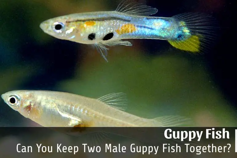 Can You Keep Two Male Guppy Fish Together