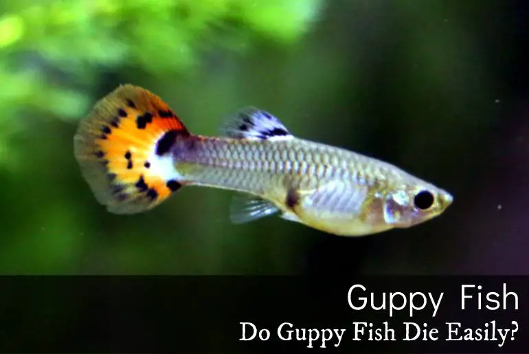 Do Guppy Fish Die Easily