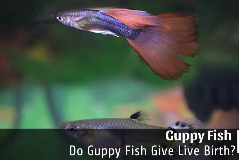 Do Guppy Fish Give Live Birth
