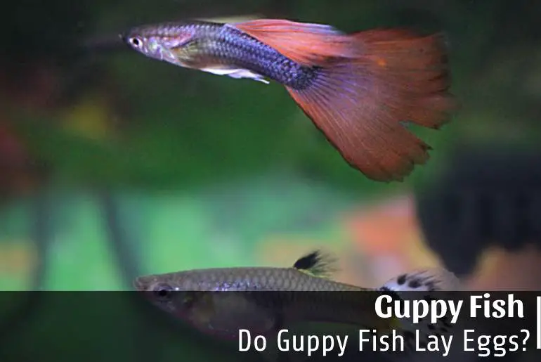 Do Guppy Fish Lay Eggs
