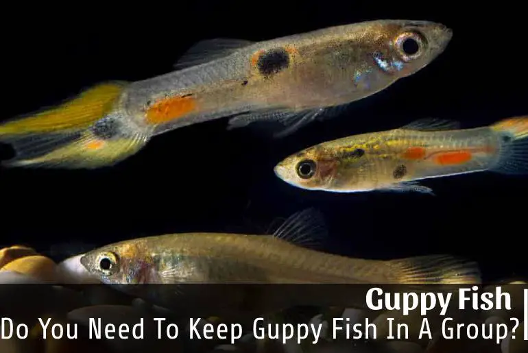 Do You Need To Keep Guppy Fish In A Group
