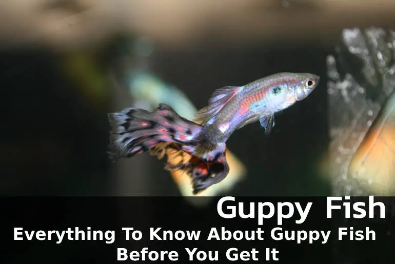 Everything To Know About Guppy Fish Before You Get It