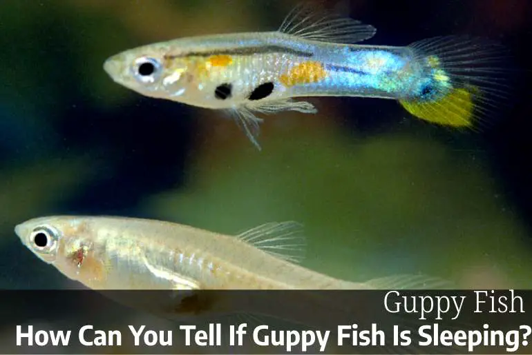 How Can You Tell If Guppy Fish Is Sleeping