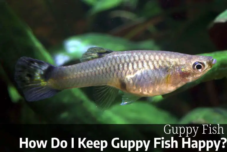 How Do I Keep Guppy Fish Happy