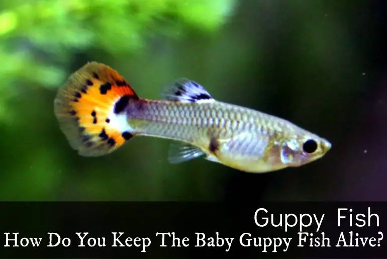 How To Keep Baby Guppy Fish Alive A Guide Fish Keeping Guide