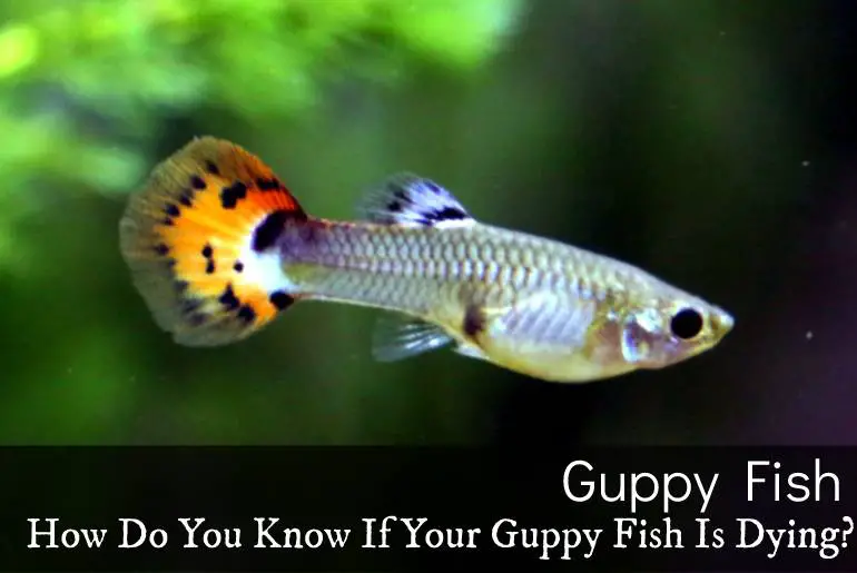 How Do You Tell If Your Guppy Fish Is Dying