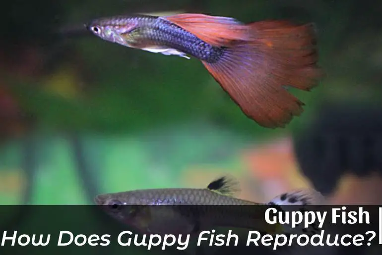 How Does Guppy Fish Reproduce