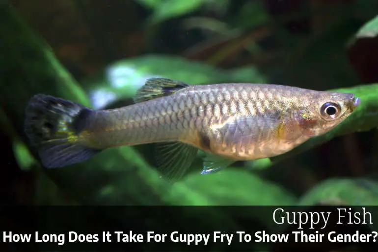 How Long Does It Take For Guppy Fry To Show Their Gender