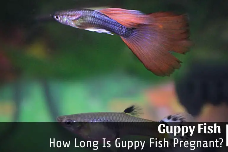 How Long Is Guppy Fish Pregnant