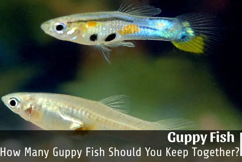 How Many Guppy Fish Should You Keep Together