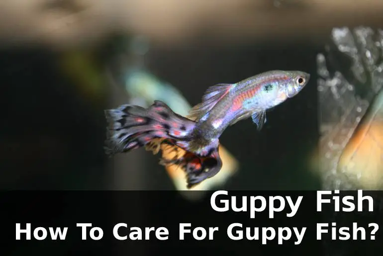 How To Care For Guppy Fish