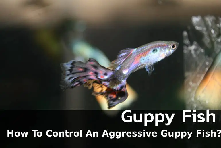 How To Control An Aggressive Guppy Fish
