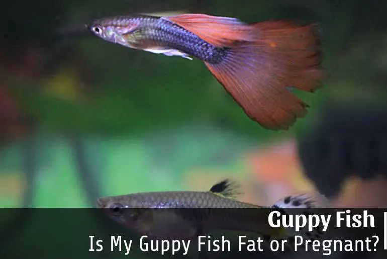 Is My Guppy Fish Fat or Pregnant