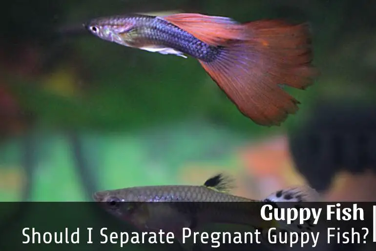 Should I Separate Pregnant Guppy Fish