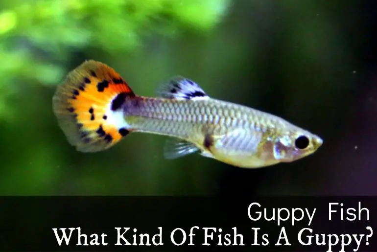 What Kind Of Fish Is A Guppy