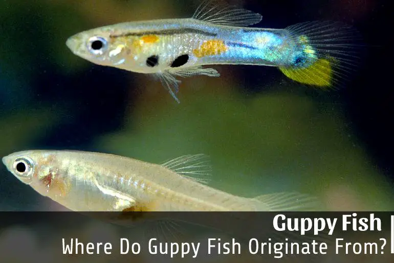 Where Do Guppy Fish Originate From
